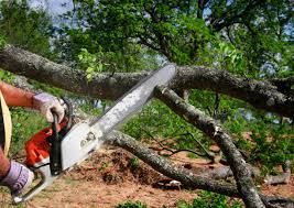 Best Leaf Removal  in Grosse Pointe Woods, MI