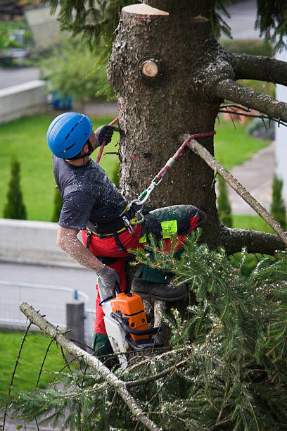 Best Hazardous Tree Removal  in Grosse Pointe Woods, MI