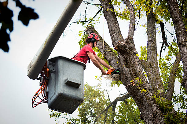 Best Tree Maintenance Programs  in Grosse Pointe Woods, MI